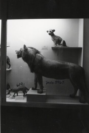 Media type: image; Mammalogy 6191 shows cataloged_item 5967 shows cataloged_item 17870 Description: Image of historic display showing MCZ 6191, MCZ 5967, and MCZ 17870;